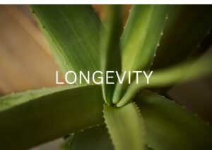 Longevity & Yoga in Hannover